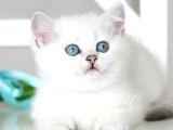 Veteri̇ner Kli̇ni̇ği̇nde Tesli̇m Bri̇ti̇sh Bebekler