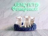 VETERİNER KLİNİĞİNDE TESLİM BRİTİSH BEBEKLER