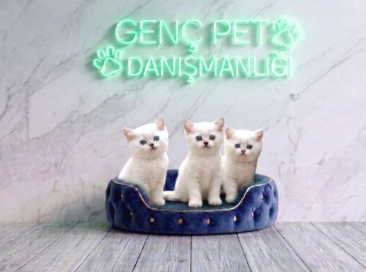 Veteri̇ner Kli̇ni̇ği̇nde Tesli̇m Bri̇ti̇sh Bebekler