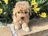 KIVIR KIVIR SAFKAN MALTİPOO YAVRULARI