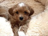 MASKELİ MALTİPOO BEBEKLERİMİZ