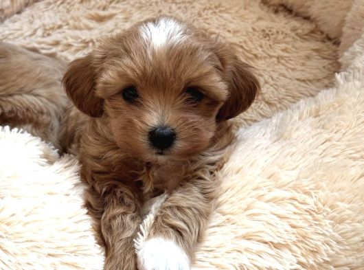 Maskeli̇ Malti̇poo Bebekleri̇mi̇z