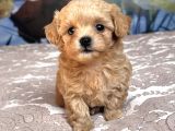 Maskeli̇ Malti̇poo Bebekleri̇mi̇z