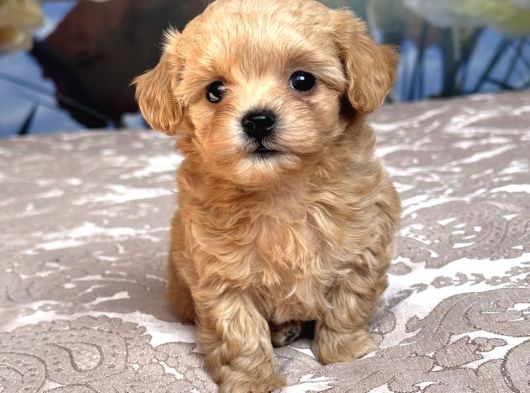 Maskeli̇ Malti̇poo Bebekleri̇mi̇z görsel