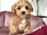 TOMBİK YÜZLÜ MALTİPOO YAVRULAR