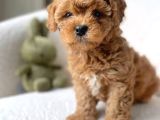 IRK VE SAĞLIK GARANTİLİ MALTİPOO