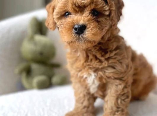 IRK VE SAĞLIK GARANTİLİ MALTİPOO