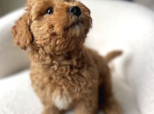 Irk Ve Sağlik Garanti̇li̇ Malti̇poo görsel
