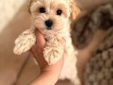 Irk Ve Sağlik Garanti̇li̇ Malti̇poo