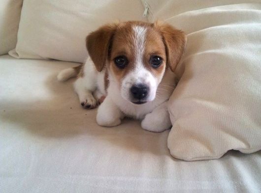 Irk Ve Sağlik Garanti̇li̇ Jack Russel Terri̇er görsel
