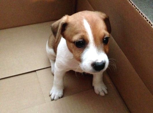 Irk Ve Sağlik Garanti̇li̇ Jack Russel Terri̇er görsel