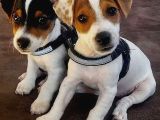 Irk Ve Sağlik Garanti̇li̇ Jack Russel Terri̇er