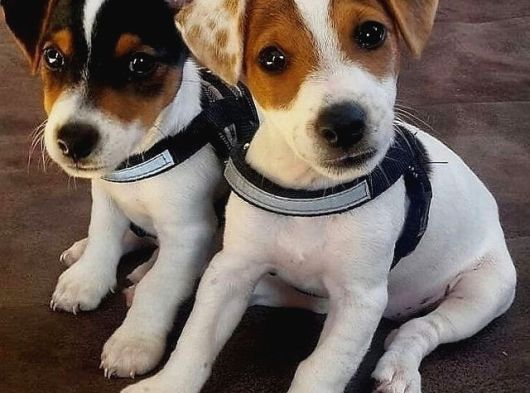 IRK VE SAĞLIK GARANTİLİ JACK RUSSEL TERRİER
