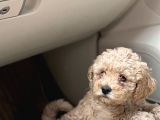 Poodle Yavrularimiz Hazir