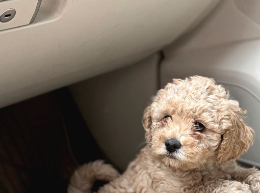 Poodle Yavrularimiz Hazir görsel