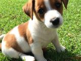 Orjinal Jack Russel Bebekler