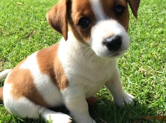 Orjinal Jack Russel Bebekler görsel