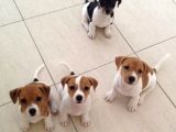Orjinal Jack Russel Bebekler