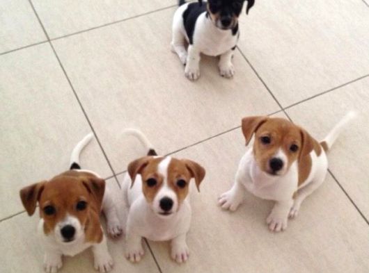 Orjinal Jack Russel Bebekler görsel