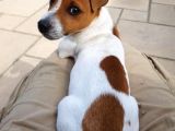 Orjinal Jack Russel Bebekler