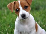 Orjinal jack russel bebekler