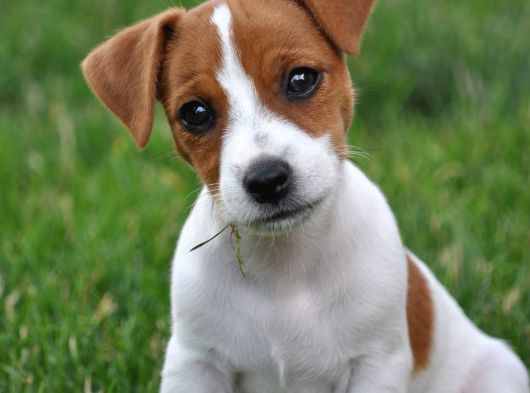 Orjinal Jack Russel Bebekler