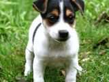 Orjinal Jack Russel Bebekler