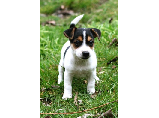Orjinal Jack Russel Bebekler görsel