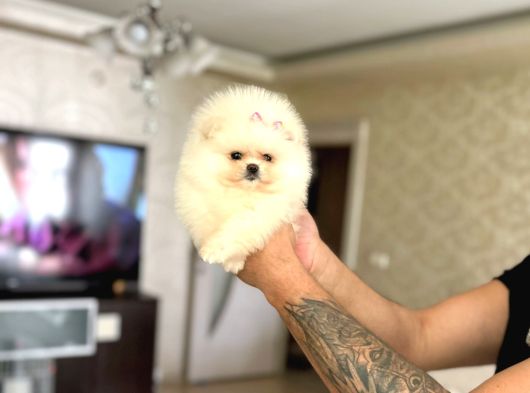 Teacup Mi̇nnoş Prenses görsel