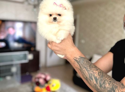 Ori̇ji̇nal Boo 2 Dişi Ve 2 Erkek görsel
