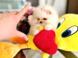 Teacup Mi̇nnoş Prenses