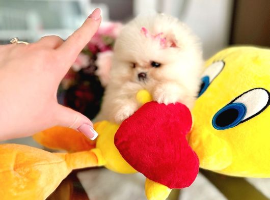 Teacup Mi̇nnoş Prenses görsel