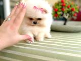 Teacup Mi̇nnoş Prenses
