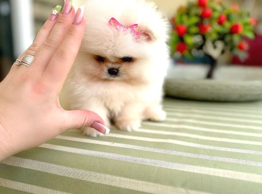 Teacup Mi̇nnoş Prenses görsel