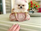 TEACUP MİNNOŞ PRENSES