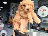 KALİTELİ MALTİPOO BEBEKLER