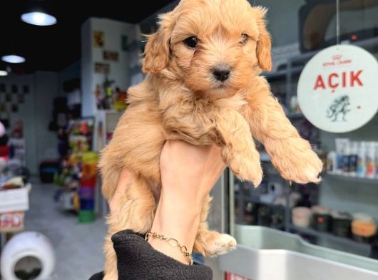 Kali̇teli̇ Malti̇poo Bebekler