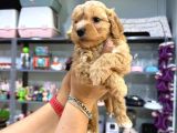 Kali̇teli̇ Malti̇poo Bebekler