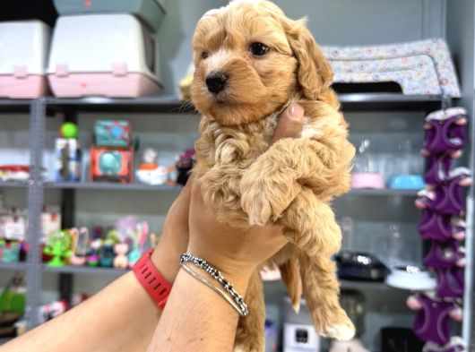 Kali̇teli̇ Malti̇poo Bebekler görsel