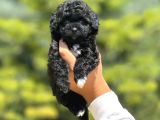 Kali̇teli̇ Malti̇poo Bebekler