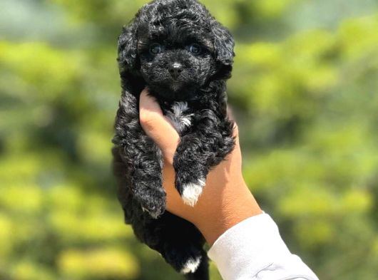 Kali̇teli̇ Malti̇poo Bebekler görsel