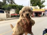 Kali̇teli̇ Malti̇poo Bebekler