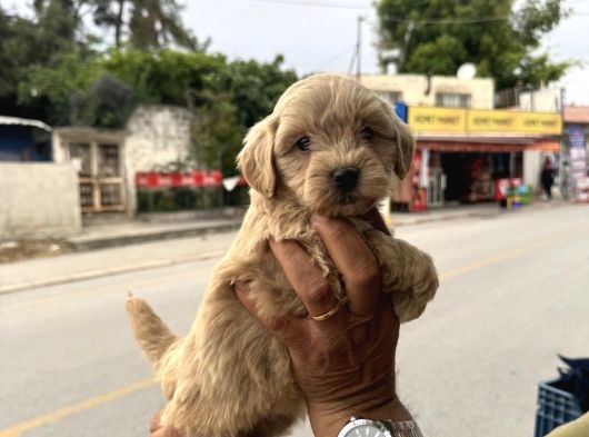 Kali̇teli̇ Malti̇poo Bebekler görsel