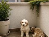 Kali̇teli̇ Malti̇poo Bebekler