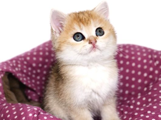 British Shorthair Golden Shaded Ny11 Dişi Yavru görsel
