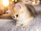 British Shorthair Golden Shaded Ny11 Dişi Yavru