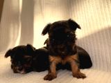 Ev Doğumlu Teacup Yorkshire Terrier