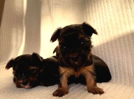 Ev Doğumlu Teacup Yorkshire Terrier görsel
