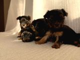 Ev Doğumlu Teacup Yorkshire Terrier