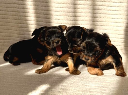 Ev Doğumlu Teacup Yorkshire Terrier görsel